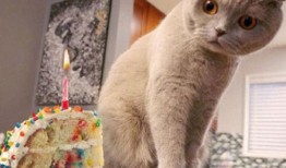 娱乐吃瓜君和折耳猫后续,一场跨界奇遇记