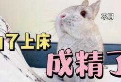 吃瓜娱乐八卦兔,兔视角下的娱乐圈风云录