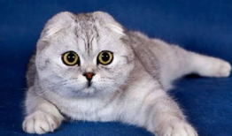 娱乐吃瓜君折耳猫七七,折耳猫的娱乐传奇