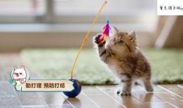 娱乐吃瓜猫咪视频大全下载,萌宠欢乐时光集锦