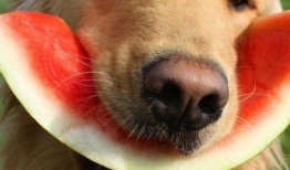 娱乐吃瓜酱狗,揭秘娱乐圈背后的趣味故事