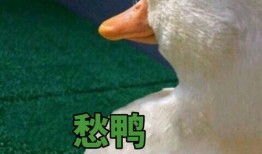 娱乐吃瓜鸭鸭鸭,鸭鸭鸭带你领略娱乐圈风云变幻