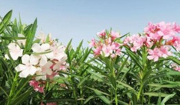 娱乐圈吃瓜感慨句子图片,揭秘明星背后的故事