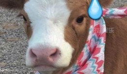 娱乐吃瓜酱埋狗