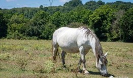 喂驴打一嘴巴子吃瓜娱乐,一场意外的网络狂欢