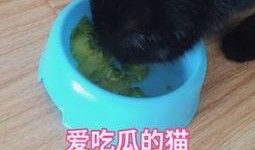 娱乐吃瓜猫咪视频大全下载,萌宠欢乐时光集锦