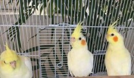 娱乐吃瓜君遛鸟,揭秘娱乐圈幕后趣闻