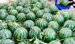 娱乐吃瓜资料来源是什么,揭秘娱乐圈吃瓜背后的信息来源