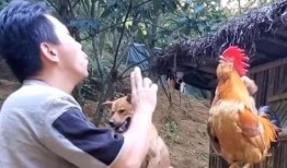 喂驴打一嘴巴子吃瓜娱乐,一场意外的网络狂欢