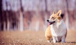 娱乐吃瓜菌宠物