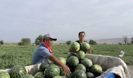 西藏扎西枫丹娱乐吃瓜,吃瓜群众眼中的神秘娱乐王国