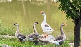 娱乐吃瓜君遛鸟,揭秘娱乐圈幕后趣闻