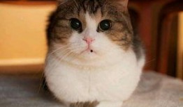 娱乐圈吃瓜猫咪是谁呀,揭秘网络红星的幕后推手