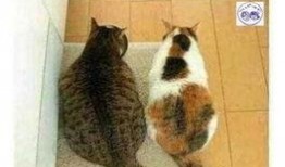 娱乐吃瓜猫咪视频大全下载,萌宠欢乐时光集锦