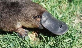 娱乐圈吃瓜酱鸭嘴兽,揭秘明星幕后故事与八卦风云