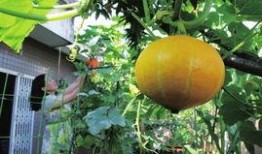 南方电网吃瓜娱乐酱,吃瓜娱乐酱，揭秘电力行业趣味瞬间