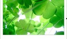 吃瓜四叶草娱乐,揭秘娱乐圈幕后故事